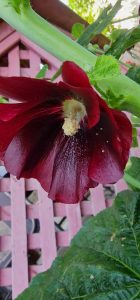 floare rosie dalie