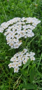 Floare frumoasa alba