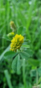 Floare galbena de camp, superba
