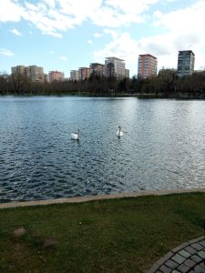 Lebede pe un superb lac. IOR Buc.