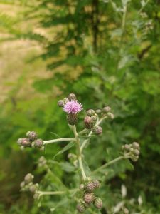floare de palamida