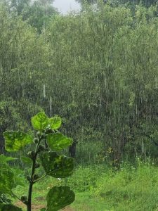 imagine superba cu ploaie in natura