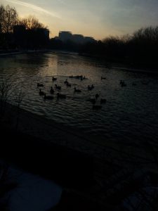 Rate pe lac la apus