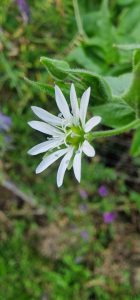 floare, superba floare , floare stleata