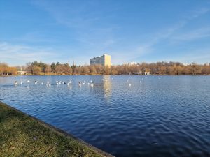 rate pe lac