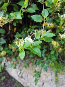 floare, mana maicii domnului