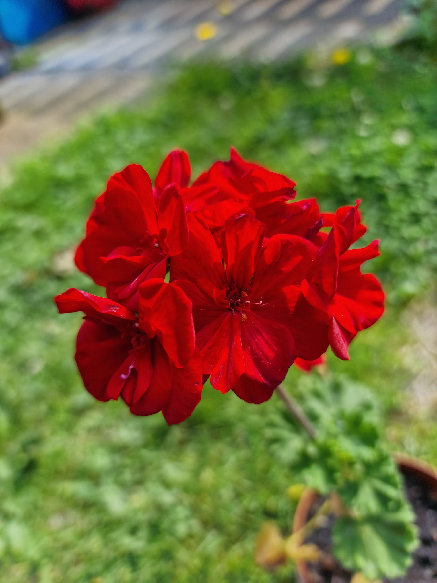 Mușcată Roșie, Floare roșie