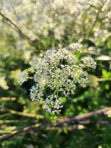 Roua diminetii pe o floare superba alba