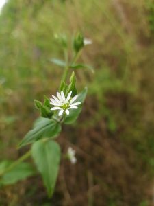 Stelaria Aquatica