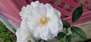 Floare Albă, Trandafir Alb
