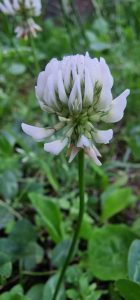 Floare, Trifoi