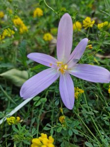 Floare de camp