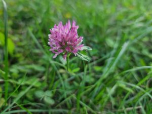 Floare de trifoi