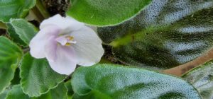 floare alba
