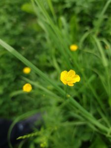Floare, galbena, floare de camp