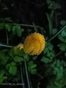 floare cu roua