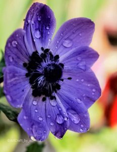 floare cu roua