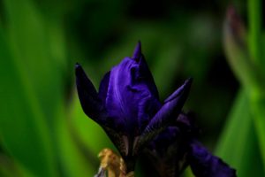 floare