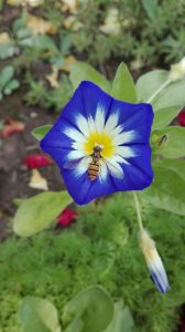floare albastra, frumoasa, gloria diminetii