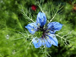 Floare superba albastra
