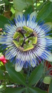floare unica, poza cu floare unica