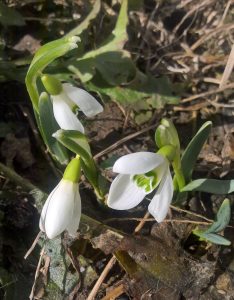 floare, ghiocei