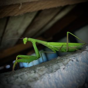 calugarita, insecte