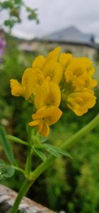 Floare, galbena, lucerna