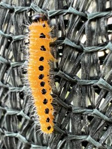 insecta, omida