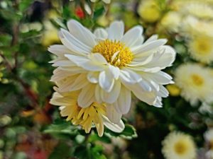 floare