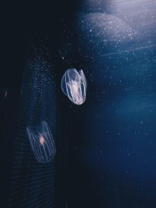 meduze