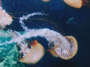 meduze