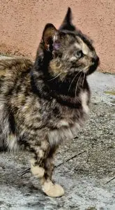 pisica