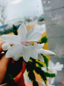 floare