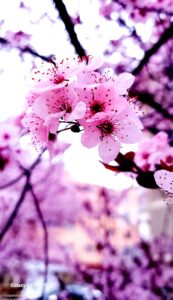 floare de cires