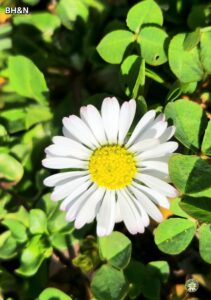 margareta