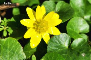 floare galbena
