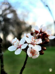 floare de zarzar