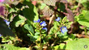 floricele albastre