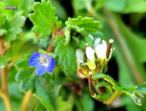 floricele minuscule de primavara