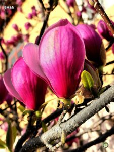 magnolia