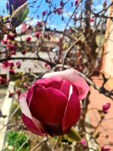magnolie