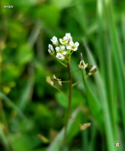 floare