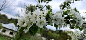 flori de par
