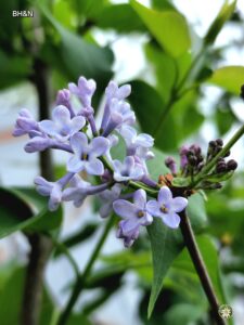 floare liliac