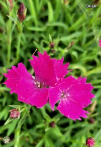 floare roz