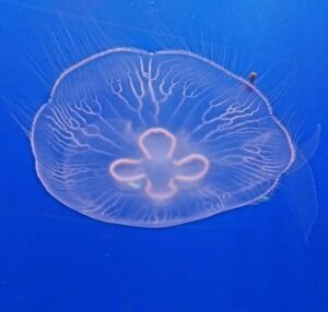 meduza