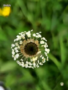 floare