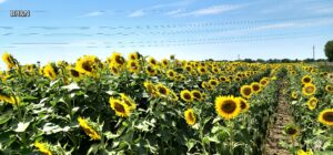 lan de floarea soarelui