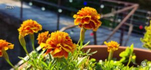 floare